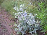 CALCATREPPOLA MARITTIMA - ERYNGIUM MARITIMUM