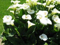 CALLA  - CALLA PALUSTRIS 1