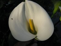 CALLA - CALLA PALUSTRIS 2