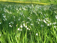 CAMPANELLE - LEUCOJUM AESTIVUM 1