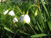 CAMPANELLE - LEUCOJUM AESTIVUM 2