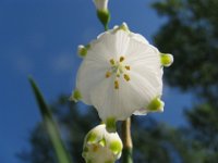 CAMPANELLE - LEUCOJUM AESTIVUM 3