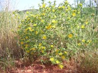 CARDO SCOLINO - SCOLYMUS HISPANICUS 1