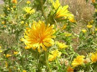 CARDO SCOLINO - SCOLYMUS HISPANICUS 2
