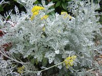 CINERARIA MARITTIMA - SENECIO CINERARIA, MARITIMA