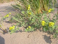 ERBA MEDICA  MARINA - MEDICAGO MARINA.
