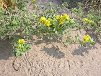 ERBA MEDICA MARINA - MEDICAGO MARINA