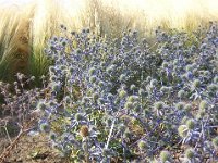ERINGIO AMETISTINO - ERYNGEUM AMETISTINUM 1