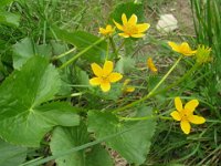 FARFERUGINE - CALTA