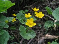 FARFERUGINE - CALTHA PALUSTRIS 3