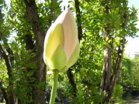 FIOR DI LOTO - NELUMBO NUCIFERA 1