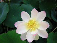 FIOR DI LOTO - NELUMBO NUCIFERA 2
