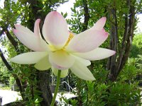 FIOR DI LOTO - NELUMBO NUCIFERA 3
