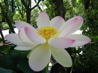 FIOR DI LOTO - NELUMBO NUCIFERA 4