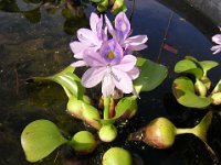 GIACINTO D'ACQUA - EICHHORNIA CRASSIPES 1