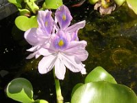 GIACINTO D'ACQUA - EICHHORNIA CRASSIPES 2