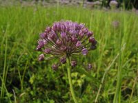 GIUNCO FIORITO - BUTOMUS UMBELLATUS 2