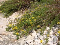 INULA CRITHMOIDES