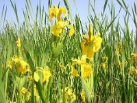 IRIS - ACORO FALSO - IRIS PSEUDOACORUS 2