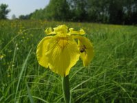IRIS - ACORO FALSO - IRIS PSEUDOACORUS 3