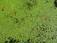 LENTICCHIA D'ACQUA - LEMNA INOR
