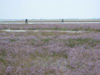 LIMONIUM VULGARE 1