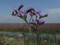 LIMONIUM VULGARE 2