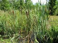 MAZZASORDA - TYPHA LATIFOLIA 1