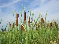 MAZZASORDA - TYPHA LATIFOLIA 2