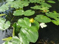 NANNUFERO - NUPHAR LUTEA 1