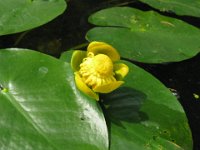 NANNUFERO - NUPHAR LUTEA 2