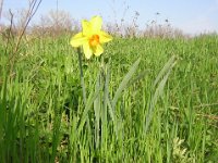 NARCISO - NARCISSUS - GIUNCHIGLIA 1