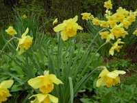 NARCISO - NARCISSUS - GIUNCHIGLIA 2