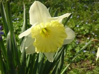 NARCISO - NARCISSUS - GIUNCHIGLIA 3