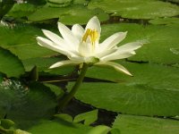 NINFEA LOTUS 0