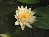 NINFEA LOTUS 1