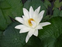 NINFEA LOTUS 2