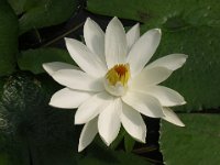NINFEA LOTUS 3