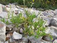 RAVASTRELLO - CAKILE MARITIMA