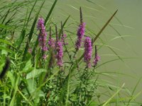 SALCERELLA - LYTRUM SALICARIA