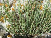SALICORNIA