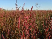 SALICORNIA IN AUTUNNO