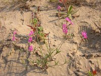 SILENE SERICEA