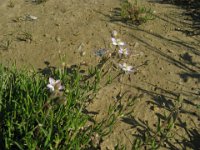 SPERGOLA - SPERGULARIA