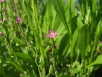 SPERGULARIA 1 CARIOFILLACEA