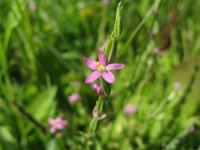 SPERGULARIA 2