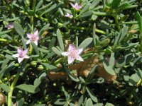 SPERGULARIA MARINA SINAI
