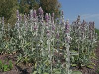 STACHIDE - STACHYS OLIMPICA LANATA 1