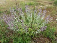 STACHIDE CRETESE - STACHYS CRETICA