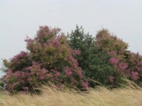 TAMERICI COMUNE - TAMARIX GALLICA 0